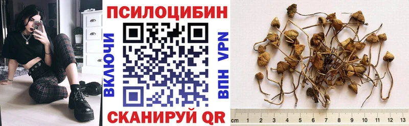 Псилоцибиновые грибы Psilocybe купить сайты Мыски